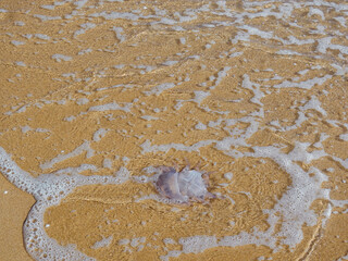 A jellyfish is in the crystal-clear waters of the sea. The water reaches the shore forming a delicate foam. It seems that the wave has dragged the transparent jellyfish to the shore 