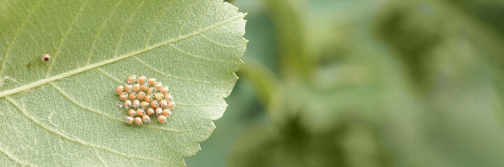 Close-up of insect eggs cluster on leaf surface in natural environment.