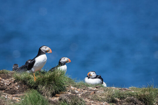 Fototapeta Group of Puffins Resting on Cliff Edge Overlooking the Ocean