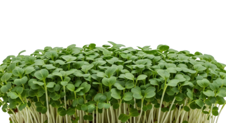 Fresh green microgreens with delicate leaves and stems isolated on black ready to isolate Sprouts Young greens Healthy food Fresh produce Plant Vegetarian