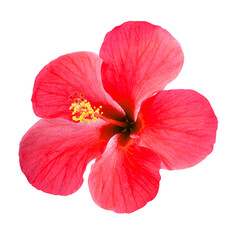 Red hibiscus flower isolated on white background with clipping path. Tropical blossom symbolizing...