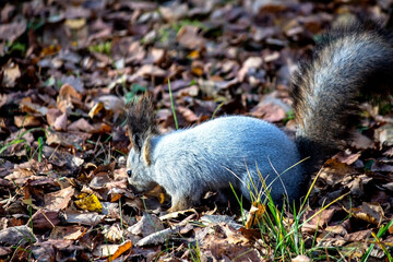 a young grey squirrel in an autumn birch forest