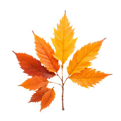Vibrant Autumn Leaves in Shades of Red, Orange, and Yellow, Symbolizing Fall's Beauty and Change on a Clean White Background
