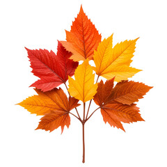 Fototapeta premium Vibrant Autumnal Foliage A Close-Up of Colorful Maple Leaves in Stunning Shades of Red, Orange, and Yellow