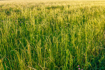Field of vibrant green and golden tall grass, gently swaying in warm evening sunlight. Scattered tiny pink clover flowers peek through the lush meadow