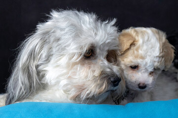 Sweet baby Bolognese puppies