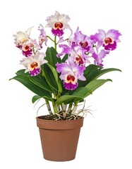 A potted, vibrant orchid with purple, white, and yellow blossoms