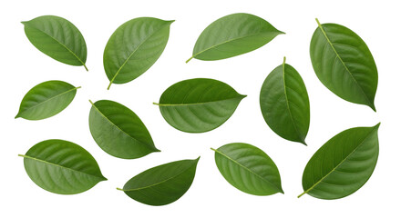 Fototapeta premium Collection Of Green Tropical Plant Leaves Scattered On A Transparent Background Isolate Leaf Green Leaf Tropical Leaf Foliage Nature Fresh Botanical Organic