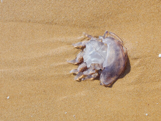 A jellyfish is stained with beach sand. The image is shown up close, and you can see the entire shape of its body and tentacles. Midday sunlight. The jellyfish is completely transparent