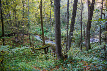 Vibrant woodland stream meanders through a dense, green autumn forest. Sunlight filters through...