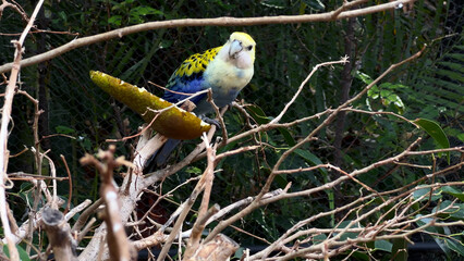 A Vibrant Parrot Perfectly Perched Amidst Twigs in the Lush Greenery of Natures Beauty