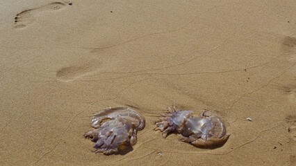 A panoramic view of two jellyfish washed up by the sea and left on the beach sand. The passersby walking on the beach have had to be careful not to step on them and have left their footprints 