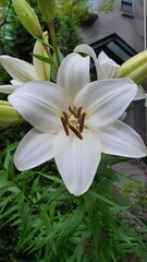 Fototapeta premium Elegant White Lily Flower with Raindrops and Brown Stamens, Close-up