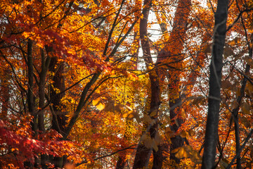 autumn in the forest