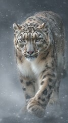 Fototapeta premium A white tiger traversing snowy terrain symbolizes the notion of strength and resilience, as it endures the challenges of a harsh winter