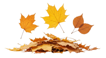 Pile Of Fallen Autumn Leaves With Scattered Maple Leaves And Two Oval Shaped Leaves Rendered On A Transparent Background Isolate Foliage Leaf Seasonal Nature