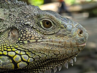 Fototapeta premium Iguanas have a third eye on top of their heads, can jump from heights of up to 40-50 feet without injury, can change color and are cannibalistic when hungry.