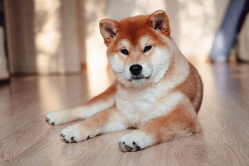 A red Shiba Inu dog lies on a light floor in a modern room.
