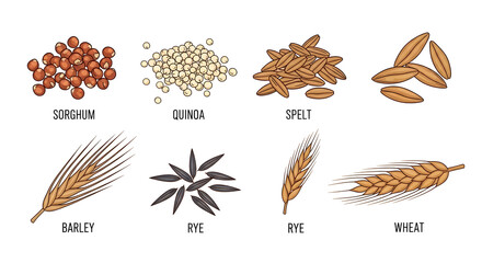 Diverse collection of healthy cereal grains, featuring essential ingredients like quinoa, spelt, and wheat for a balanced diet and wholesome cooking, perfect for culinary and agricultural themes