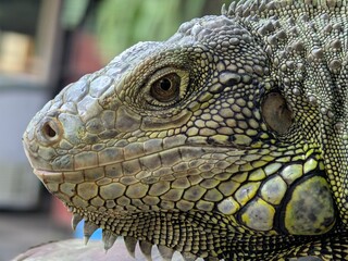 Iguanas have a third eye on top of their heads, can jump from heights of up to 40-50 feet without injury, can change color and are cannibalistic when hungry.