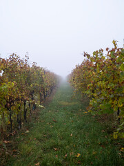 Fototapeta premium autumn vineyards in the mist 