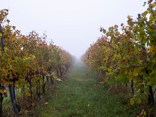 Fototapeta premium autumn vineyards in the mist 