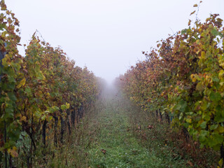 Fototapeta premium autumn vineyards in the mist 