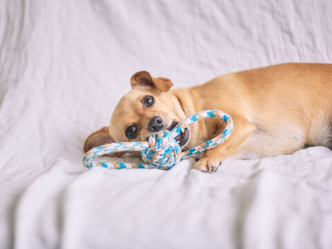 Chiweenie Dog Playing with Rope Toy on Bed