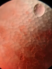 A microscopic image reveals a dense, tessellated surface pattern composed of numerous polygonal...