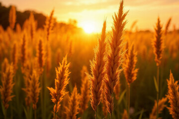 Naklejka premium Golden Sunset Over Grassy Field with Tall Grass for Nature Blogs, Landscape Websites, Outdoor Adventure Content, and Serenity Articles
