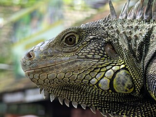 Fototapeta premium Iguanas have a third eye on top of their heads, can jump from heights of up to 40-50 feet without injury, can change color and are cannibalistic when hungry.