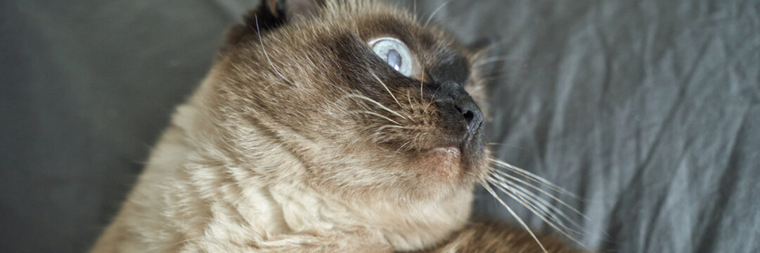 Close-up of a siamese cat with blue eyes lying on a grey blanket with a curious expression. - Powered by Adobe