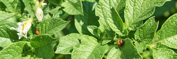 Colorado potato beetle larvae on green potato leaves with white flowers in sunlit garden.