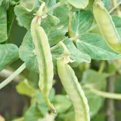 Green pea pods and leaves growing on vine in garden.