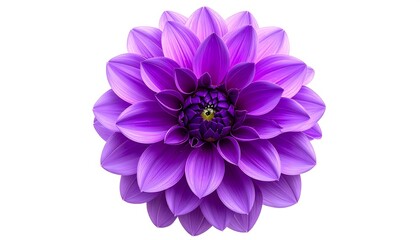 Isolated close-up of a vibrant purple dahlia flower with delicate petals, radiating outward from a central disk
