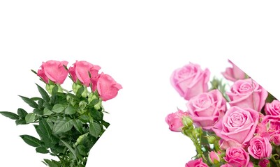 set collection of fresh beautiful pink roses flowers