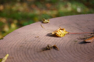 屋外のテーブルの上の落ち葉