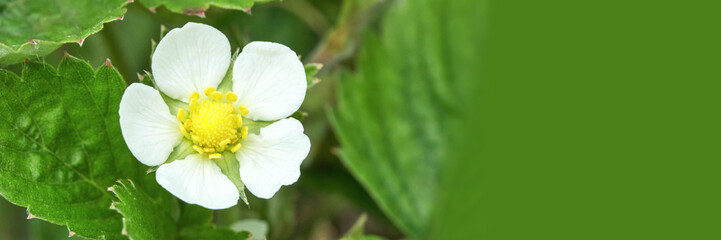 Close-up of white strawberry flower with yellow center on green leafy background highlighting natures simplicity.