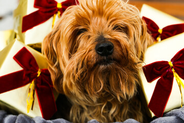 yorkshire terrier with christmas gifts and red ribbons