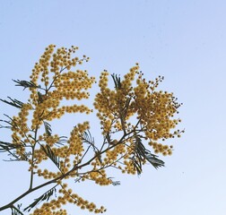 ミモザと青空