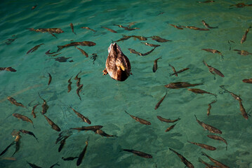 Duck swimming on crystal-clear turquoise water surrounded by school of fish in Plitvice Lakes. 