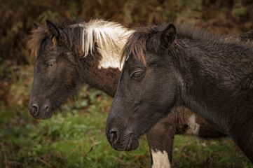 Fototapeta premium POTTOKS (cheval sauvage endémique du Pays Basque)