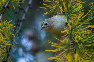 Goldcrest in the pine forest