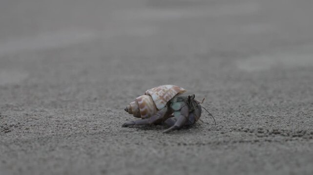 Close-up macro footage of a hermit crab crawling across wet sand, showcasing coastal wildlife and natural texture.