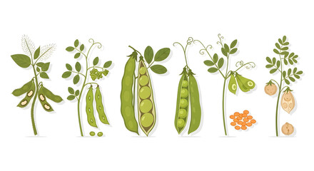 Botanical illustration of diverse healthy legumes and pulses fresh peas, soybeans, beans, lentils, chickpeas. Ideal for plant-based nutrition, sustainable agriculture, and wholesome food