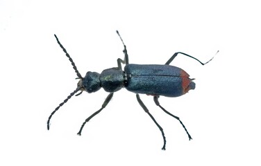 Malachius bipustulatus Soft-winged Flower Beetle Specimen Isolated on White Background with Metallic Blue Green Coloration