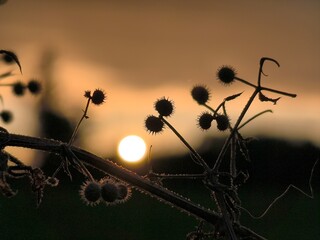poppy field at sunset
