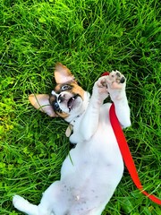 Jackrasol puppy on the grass