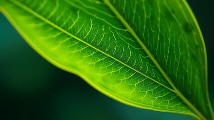 green leaf macro natural image green lush scene 