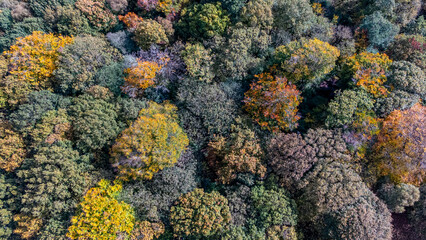 drone shot of autumn trees